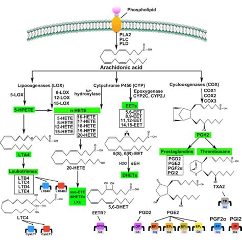 Arachidonic acid pathway - Brainly.in