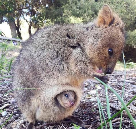 Quokka: Characteristics, Behavior and Danger of Extinction