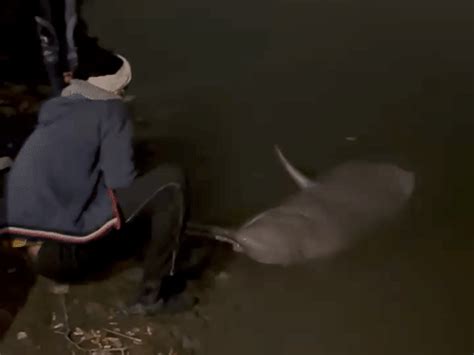 350 kg dolphin found dead on Ganges bank in Kanpur: Residents suspect ...