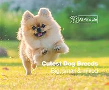 Image result for 5 Cutest Dog Breeds