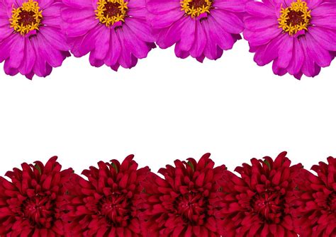 Spring Flower Background Free 的图像结果