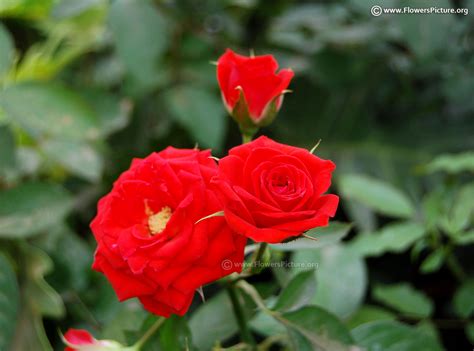 Red and Black Flowers | Red flower pictures and names