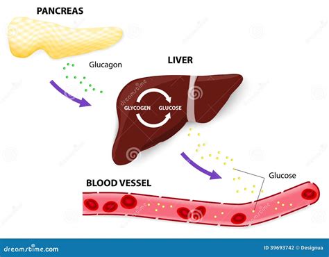 Glucagon Glycogen And Glucose Vector Illustration | CartoonDealer.com #39693742