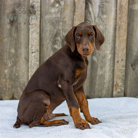 Trip - AKC - Doberman Pinscher Puppy