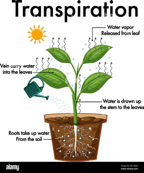 Diagram showing plant transpiration illustration Stock Vector Image & Art - Alamy