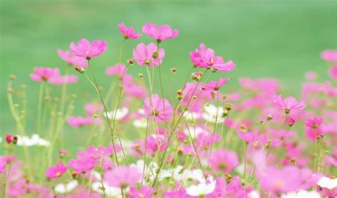 Image result for Pink Exploding Box