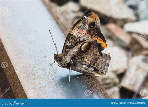 The Erebid Moth Ascalapha Odorata, Commonly Known As the Black Witch. Stock Image - Image of ...