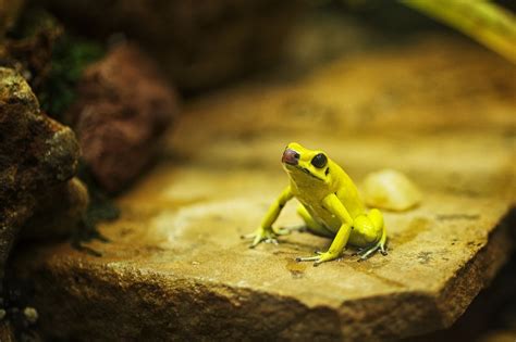 Image result for Pink Tree Frog