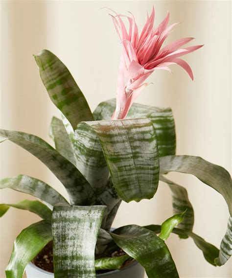 Bromeliad Aechmea Pink live plant : Amazon.in: Garden & Outdoors