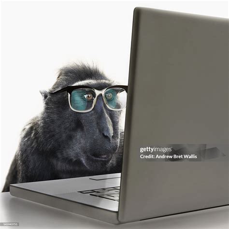 Image result for Monkey Using Computer