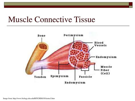 PPT - Ligaments, Tendons, and Fascia: Connecting Bones and Muscles PowerPoint Presentation - ID ...