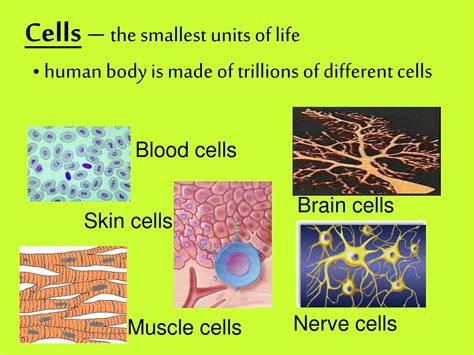 PPT - Cells – the smallest units of life PowerPoint Presentation, free ...