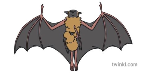 Bats For Kids | Twinkl Resources - Twinkl