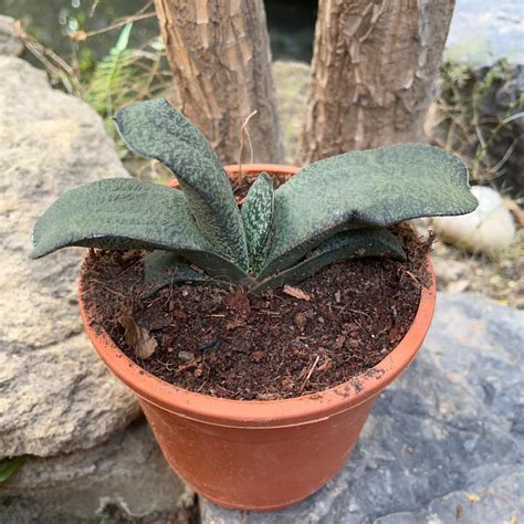 Gasteria Armstrongii Succulent Plant