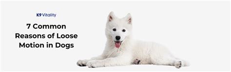 7 Common Reasons of Loose Motion in Dogs – K9 Vitality
