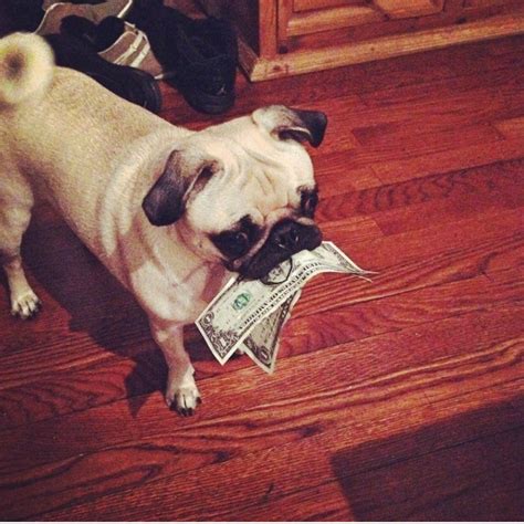 Money Pug