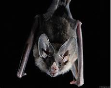 Wallpaper Bats by Beautiful Wallpapers Bats Wallpaper Wallpaper Bats