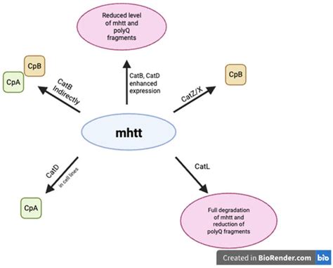 Cathepsins in Neurological Diseases
