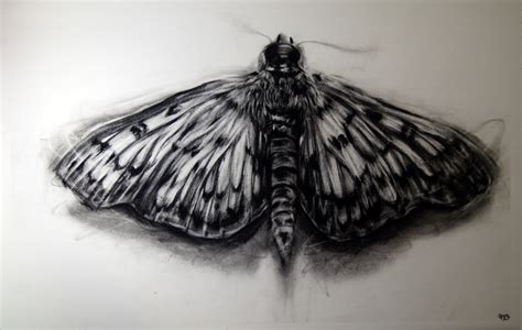 Moth Drawing at GetDrawings | Free download
