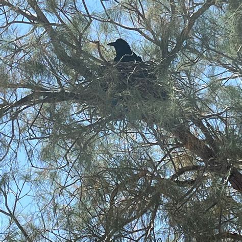 Wagon Wheel Staging Area Camping | Ridgecrest, California