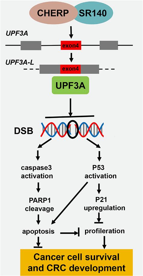 冯英研究组发现U2相关剪接蛋白CHERP和SR140在结直肠癌中的重要功能与机制----中国科学院上海营养与健康研究所