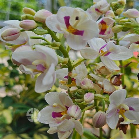 Spathoglottis