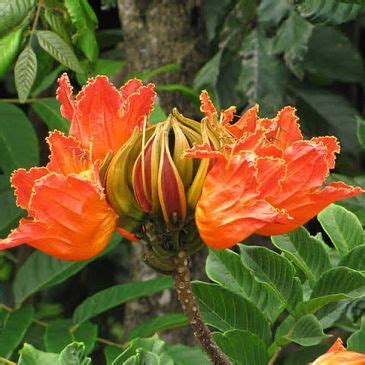 Trees | Plants Hub