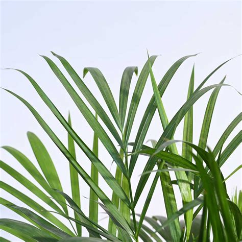 Buy Areca Palm XL Plant - Care, Benefits, and More