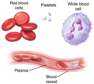 Name 3 kinds of cells present in blood. Write one function of each of ...