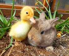 Image result for Cute Animals Bunny I Hand
