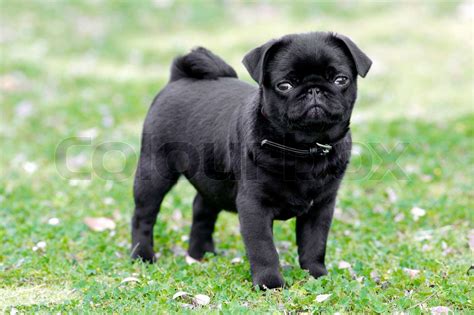 Black Pug Puppies