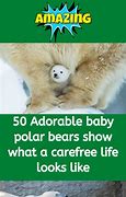 Image result for Baby Snow Animals