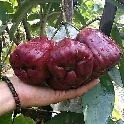 Plants | Buy Indoor Plants, Outdoor Plants | Flipkart