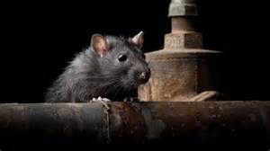 Rat birth control Contrapest: How it works