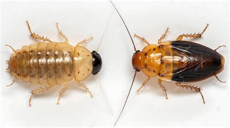 Premium Photo | Two Cockroaches One with Black Wings One with ...
