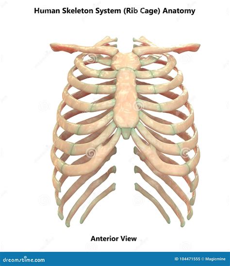 Anatomy Ribs Organs at Anna Crace blog