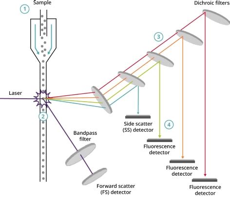 Image result for Flow Cytometry Now
