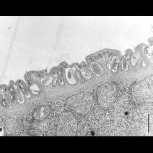 Process Body 的图像结果