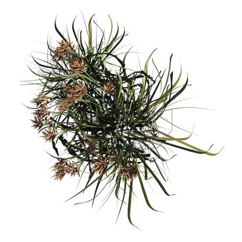 Wild field grass, top view, isolated on white background, 3d ...