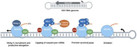 Role of RNA Polymerase II Promoter-Proximal Pausing in Viral Transcription