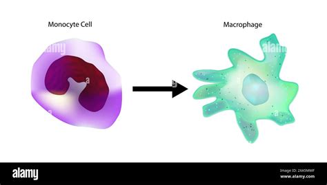 Monocyte differentiation hi-res stock photography and images - Alamy