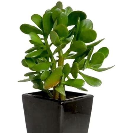 Cloud Farm Crassula Ovata, Jade Succulent Big Leaf Lucky Feng Shui ...