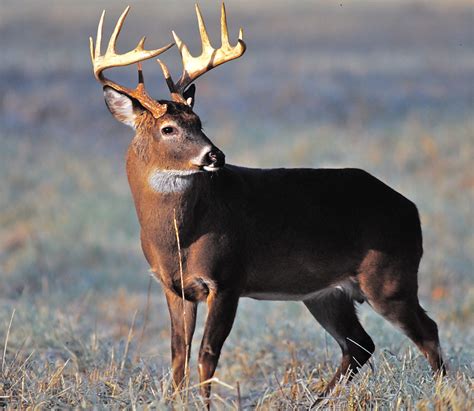 South Carolina Deer Hunting