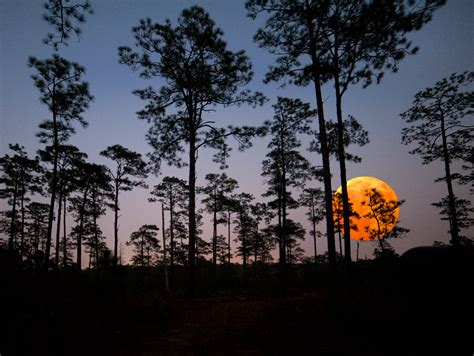 Hitchcock Woods Foundation – Aiken, SC