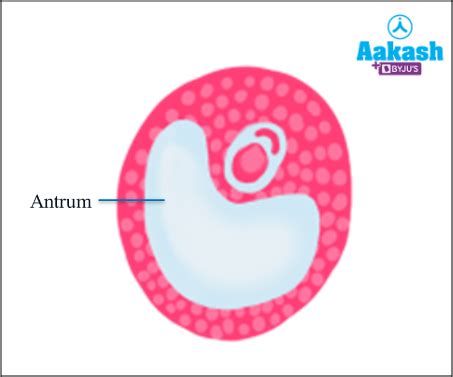 Oogenesis: Diagram, Hormonal control & Gametogenesis | AESL