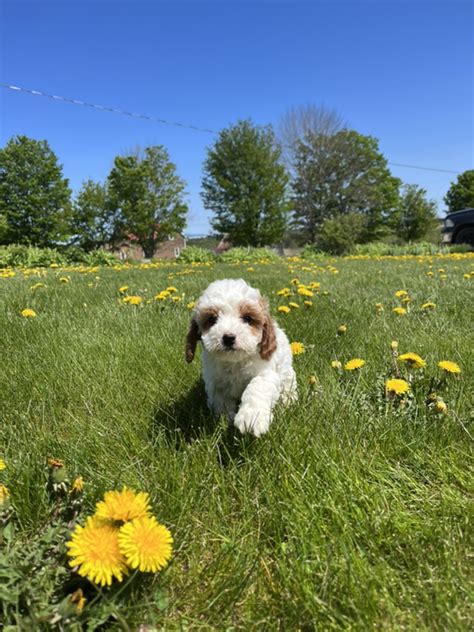 Image result for Lina Mini Cockapoo