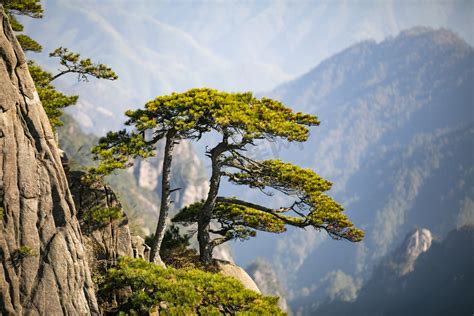身近な松の木と人間との関わりランキング : Jのログ＠おんJまとめブログ
