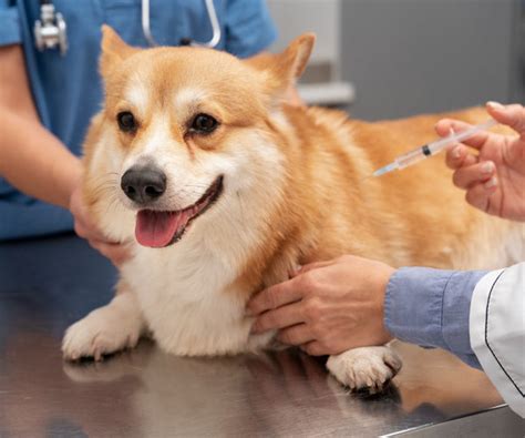 Guidelines For The Vaccination Of Dogs And Cats