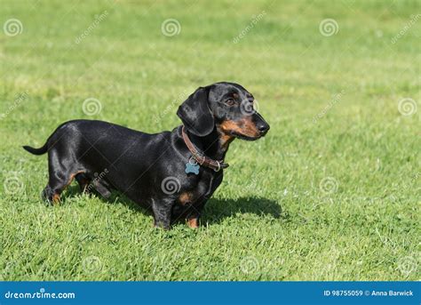 Mini Dachshund Black
