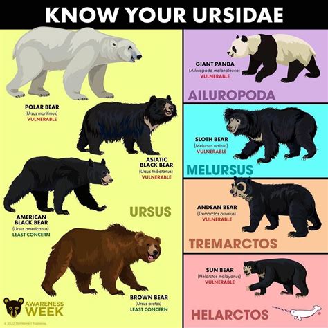 Types of bears – Artofit
